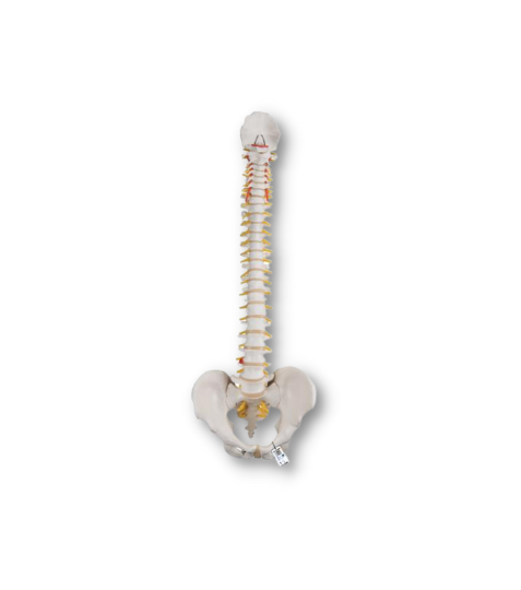 3B Flexibilní páteř- model