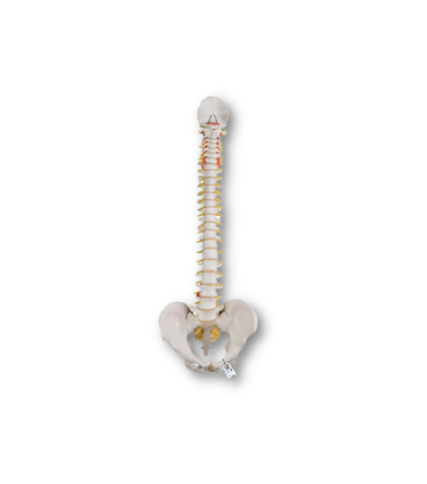 3B - Flexibilní model páteře