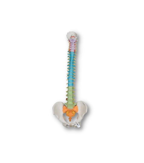 3B Flexibilní model páteře